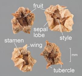   Fruits:   Bassia scoparia ;nbsp;Photo by D. Walters and C. Southwick, Table Grape Weed Disseminule ID
